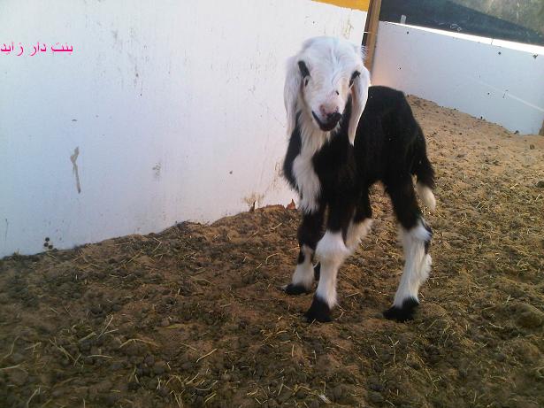 ����� ��������� ������������