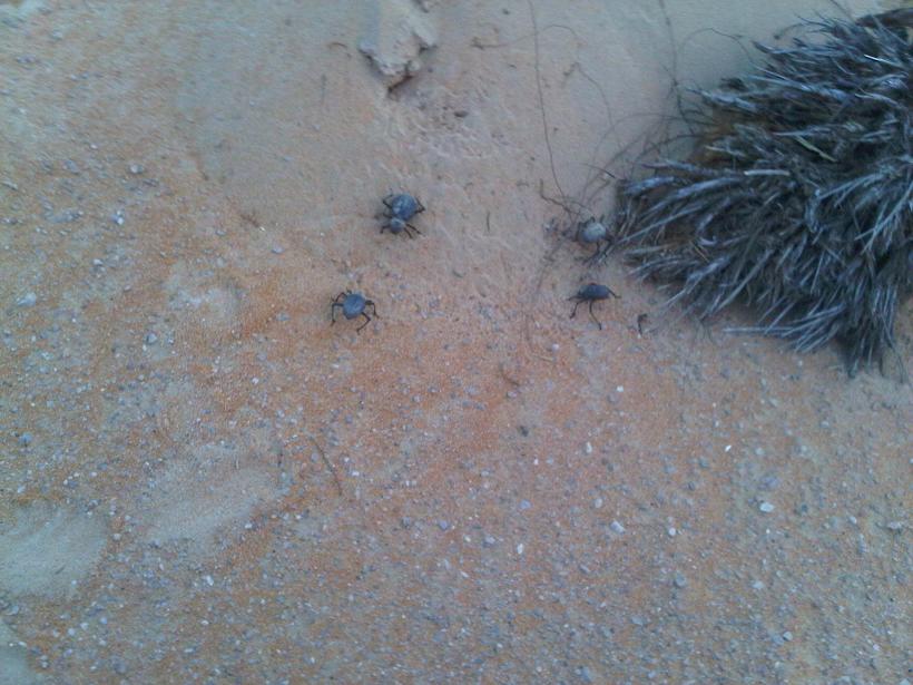 ��������� �����������