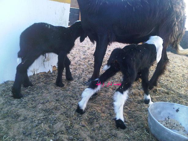 ����� ��������� ������������