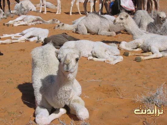 !!---@��� ���� �����@---!!