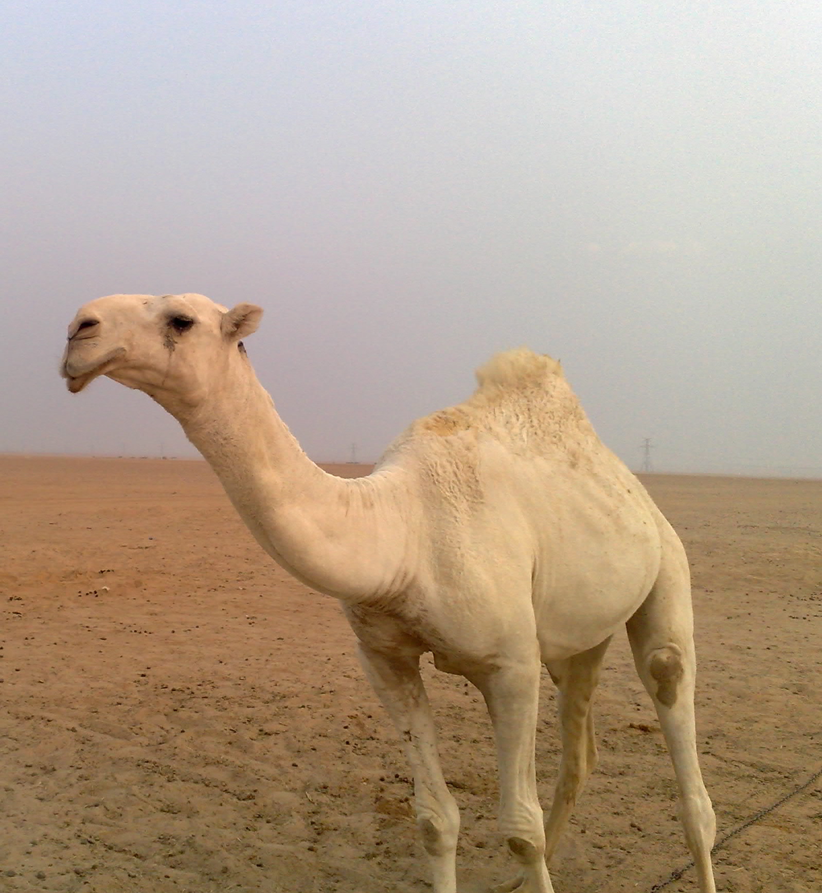 �����....... ���� �����/ ����