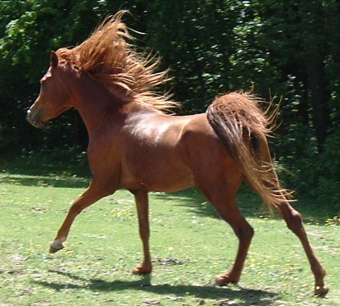 ][**����� ���� ����� ������ **][