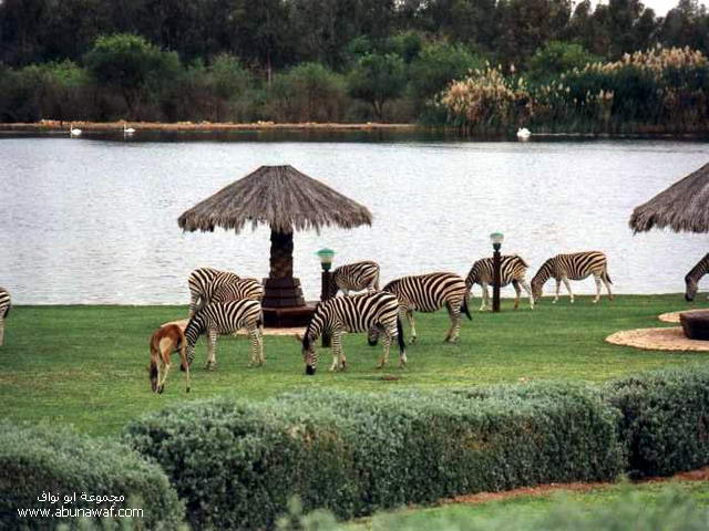 ����� ��������(��� ���� ����)