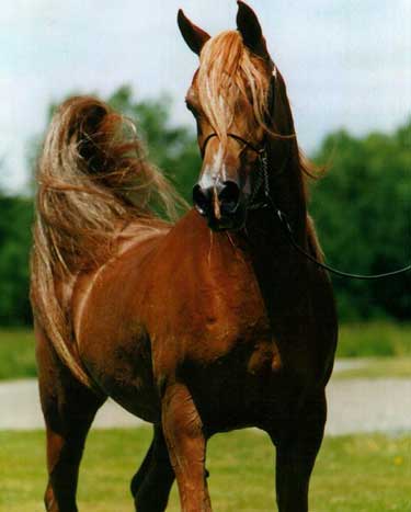 ][**����� ���� ����� ������ **][