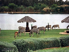 ����� ��������(��� ���� ����)