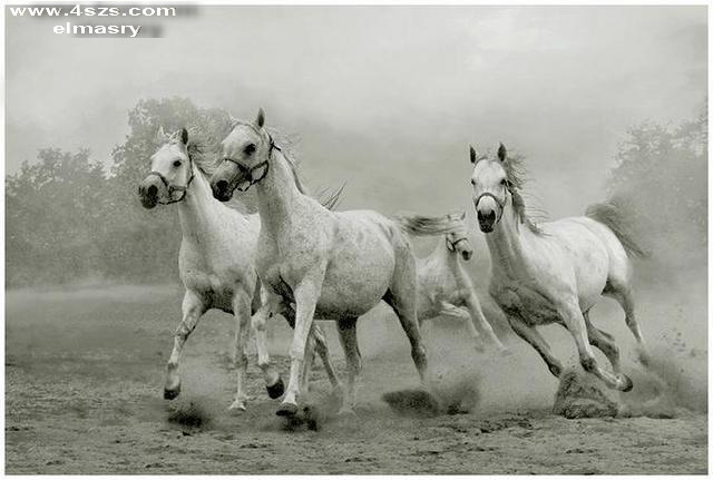 ][**����� ���� ����� ������ **][