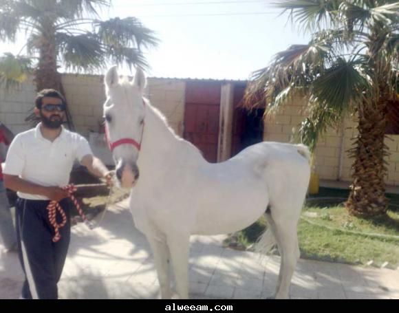 ][**����� ���� ����� ������ **][