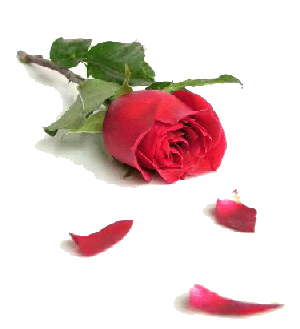 ������ ������ ���*][