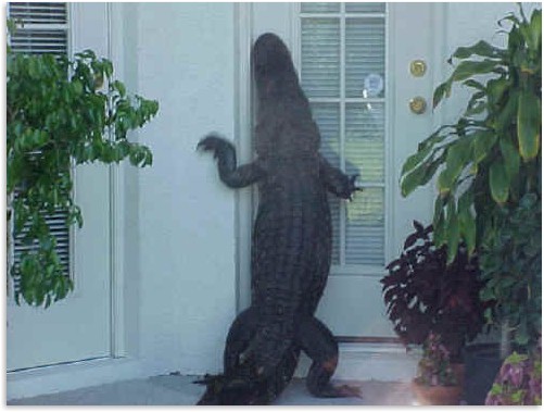 ���� ������...��