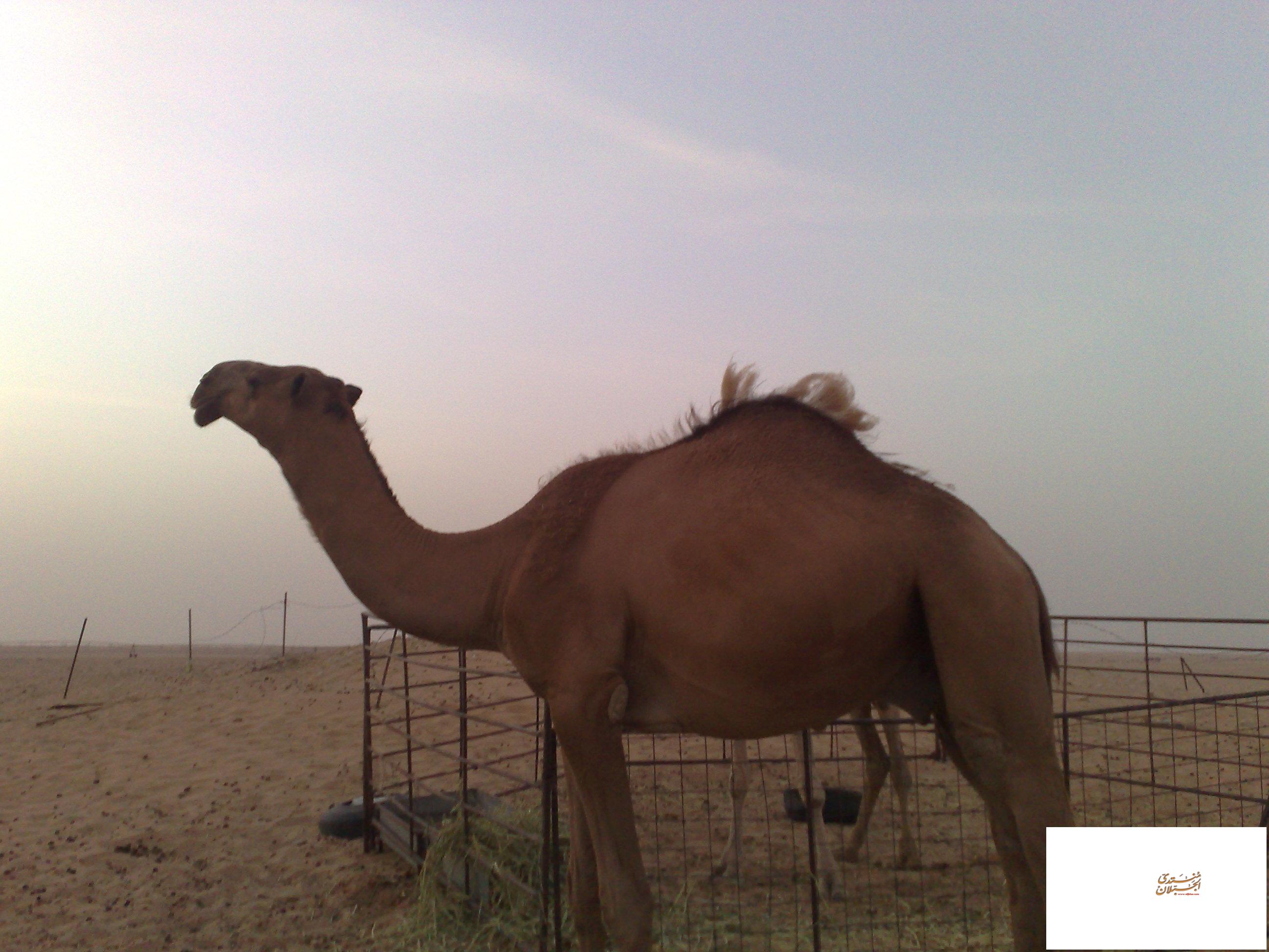 ������ ����� " ���� �����